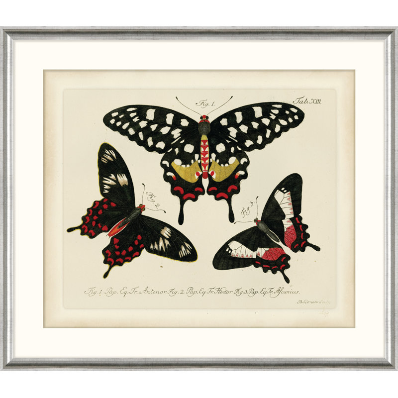Oken's Naturalist Butterfly V Print