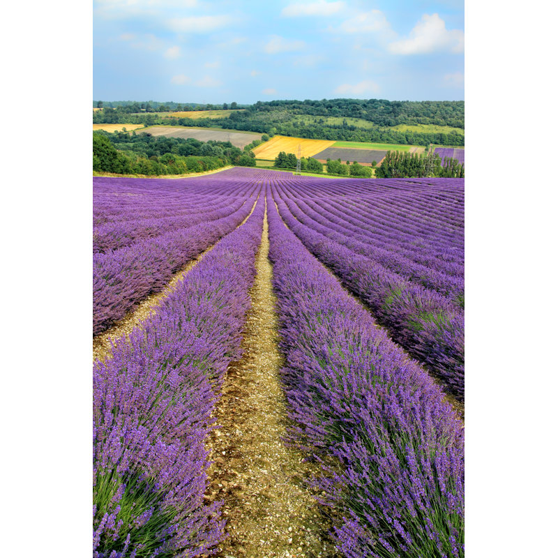 Purple Lavender Flowers by Yola Watrucka - Wrapped Canvas Print, 46cm H x 30cm W