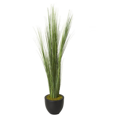Grand gazon d’oignon en pot