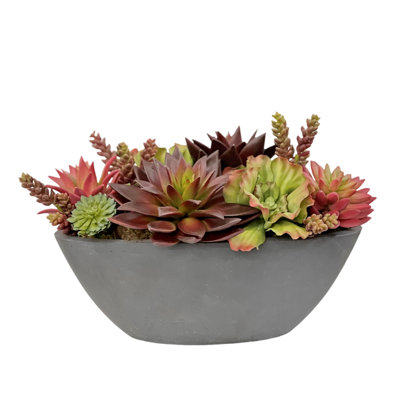 Mixed Succulent In Oval Planter