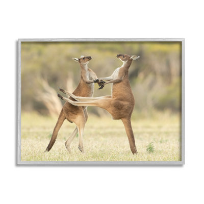 ba-411-Kangaroo Duo, photographie par Lea Scaddan, reproduction d'art sur toile