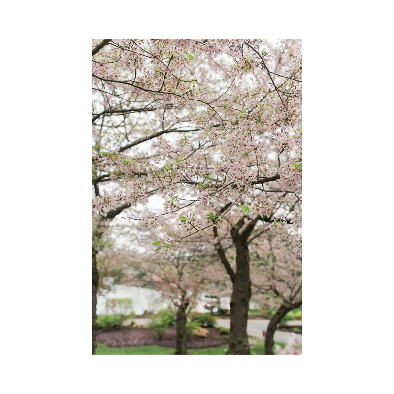 Chelsea Victoria - Wrapped Canvas Print, 101.6 cm H x 66.04 cm W x 1.91 cm D