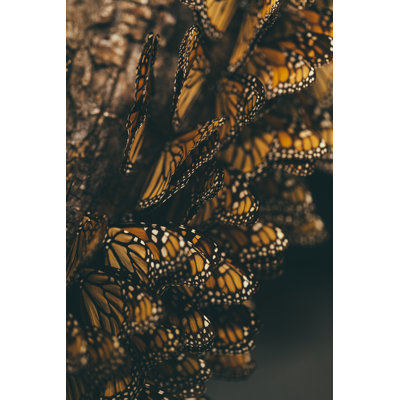Monarch Butterfly Migration - Wrapped Canvas Print