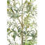 7FT Slim Olive Tree in Grower Pot