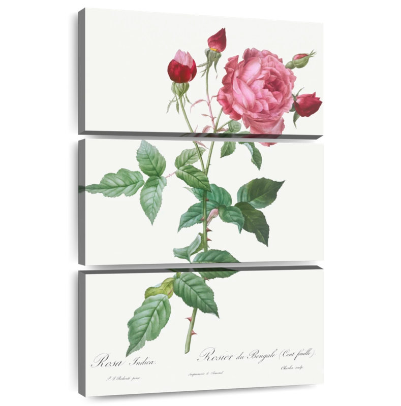 Provence Rose Rosa Indica de Les Roses, H 45 po x l 28 po
