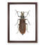 Beetle by George Shaw - Framed Print-57844779-57844781