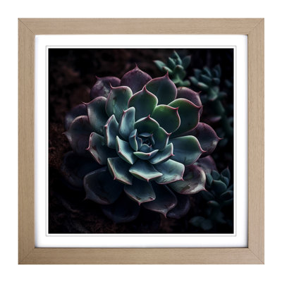 Succulent Photograph No.1 - Single Picture Frame Print on Wood