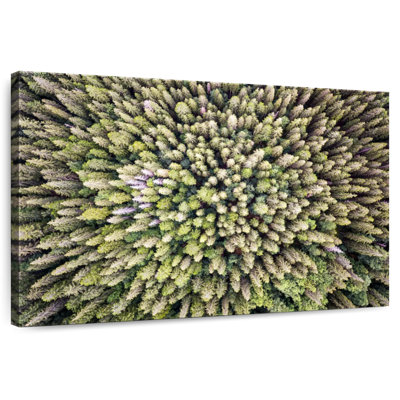 Pin à feuilles persistantes Alvord