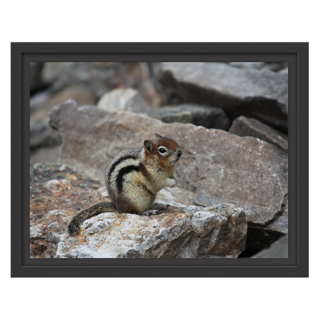 Gerahmtes Wandbild schüchternes Streifenhörnchen