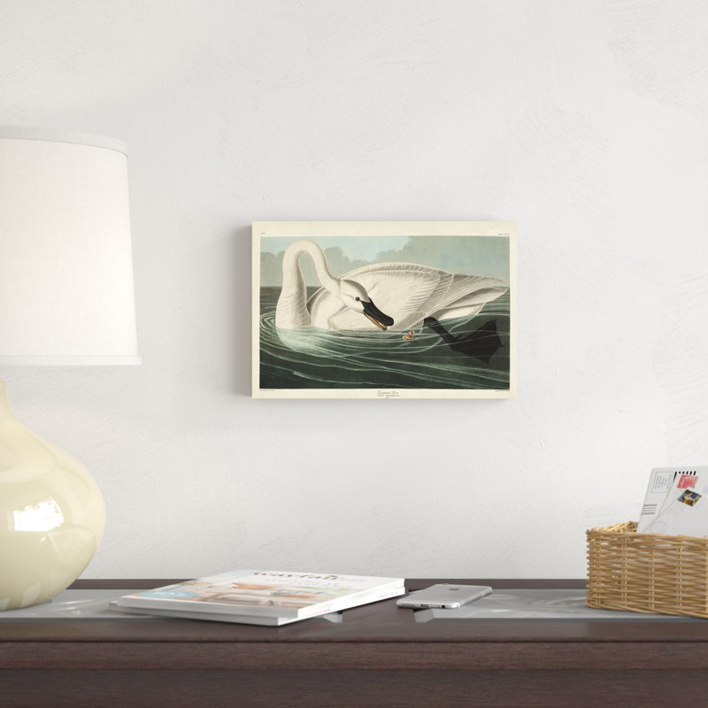 " Pl 406 Trumpeter Swan " by James Audubon Painting Print, 8" H x 12" W