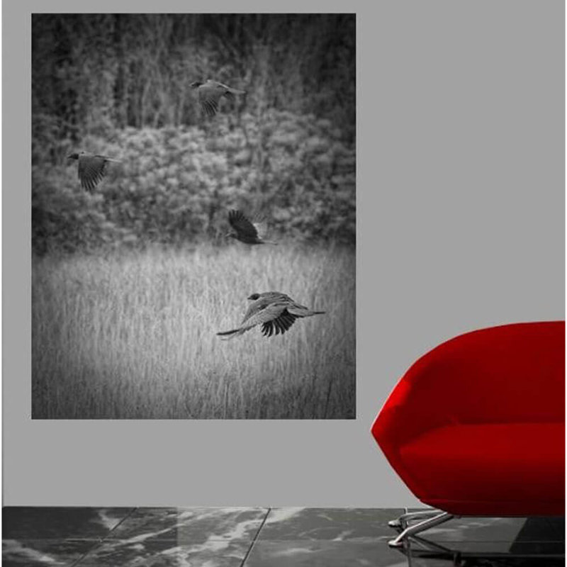 Adhésif décoratif Batie The Crows, H 60 po x l 48 po