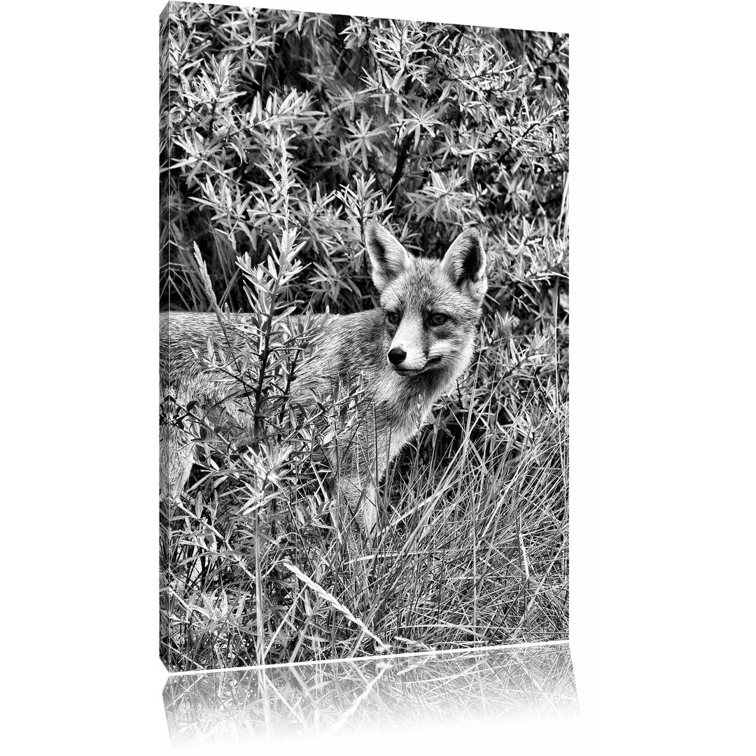 Leinwandbild Lustiger Fuchs im Wildstrauch in Monochrom