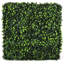 Mur de haie Gardenia-1952003769