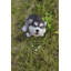 Chiot Malamute d'Alaska
