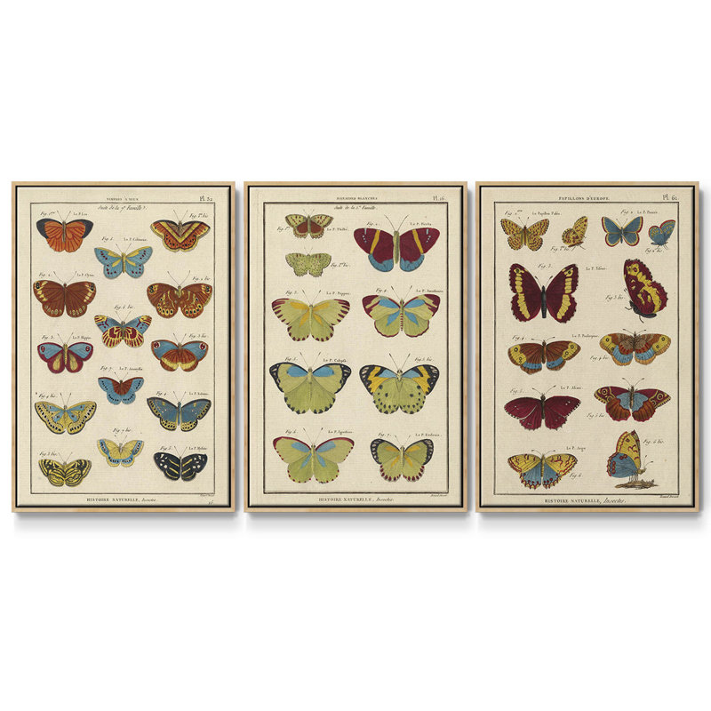 Histoire Naturelle Papillons I, ensemble de 3 toiles encadrées, Bois naturel, H 27 po x l 54 po