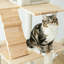 Arbre à chat 64 po Chabeli-539217367