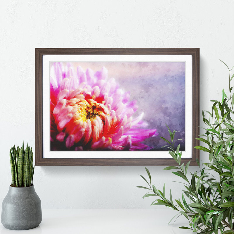 Pink Chrysanthemum Flower - Framed Print, Walnut Framed, 27cm H x 36cm W x 2cm D