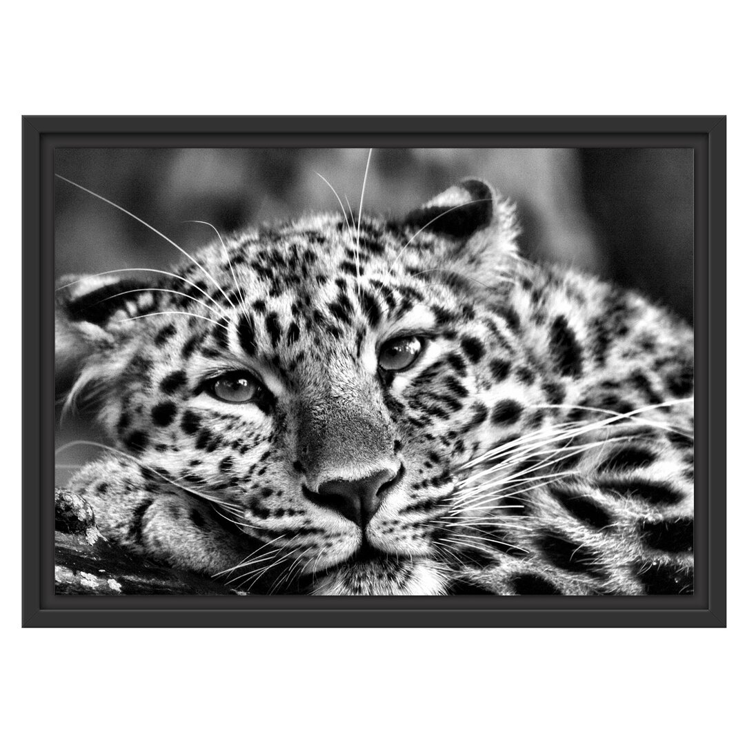 Gerahmtes Wandbild ruhender Leopard