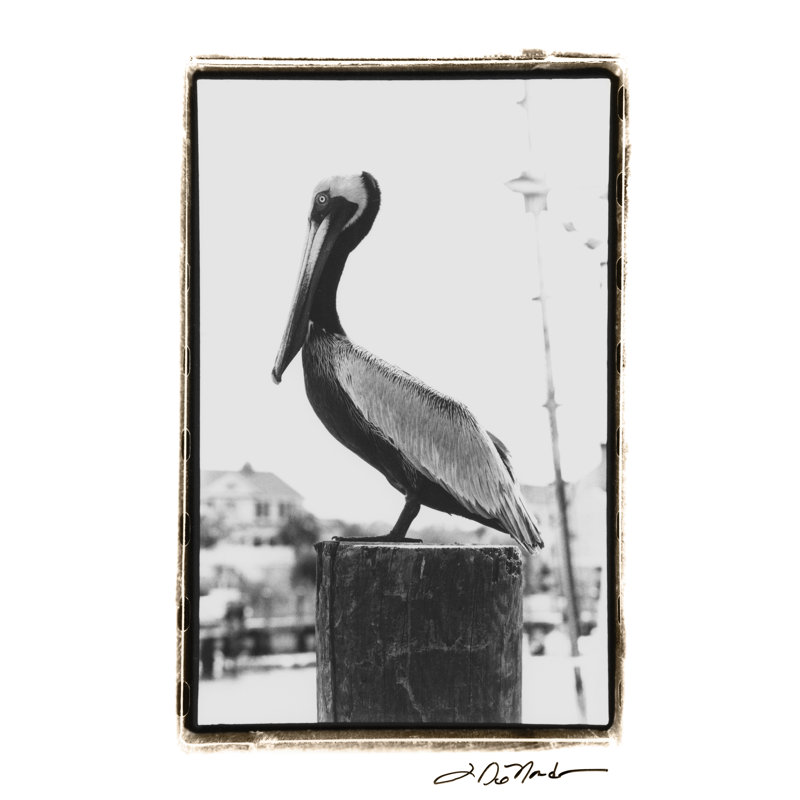 Pelican Perch by Laura DeNardo - Wrapped Canvas Print, 76cm H x 51cm W x 3.8cm D