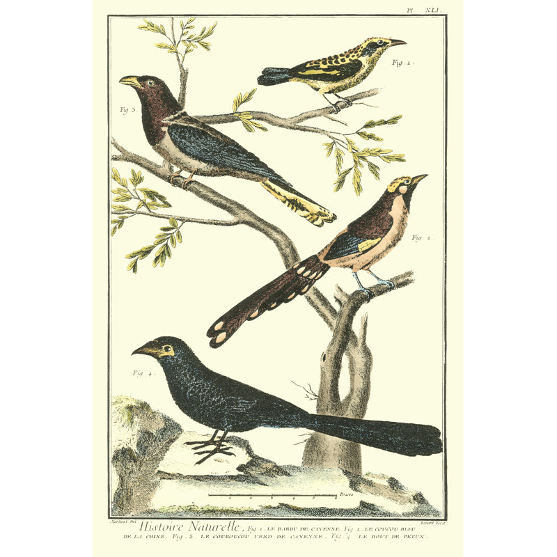 Martinet Bird Family IV by Martinet - Wrapped Canvas Print, 46cm H x 30cm W