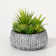 Darwen 6'' Faux Succulent in Cement Planter