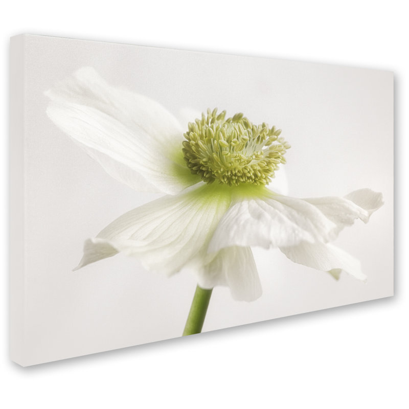 «White Anemone Flower» par Cora Niele, reproduction de photo sur toile tendue, H 22 po x l 32 po x P 2 po