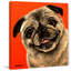 Pug Photograph 1 Piece Wrapped Canvas Painting-1344333581