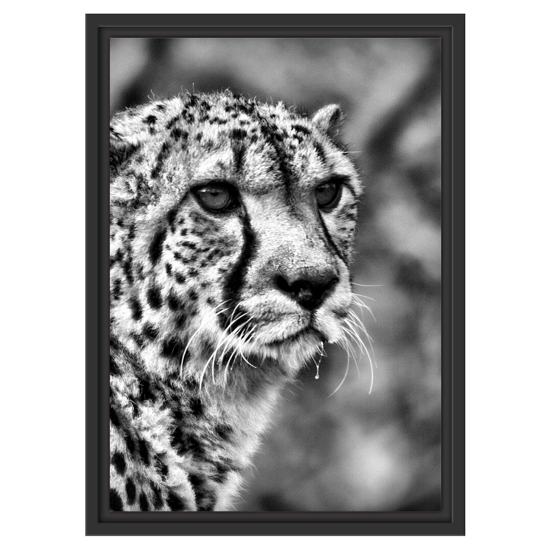 Gerahmtes Wandbild bildschöner Gepard