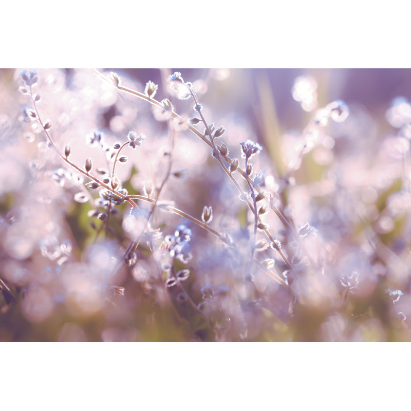 Beautiful Beautiful Wild Flowers par - Photographie de toile tendue, H 8 po x l 12 po