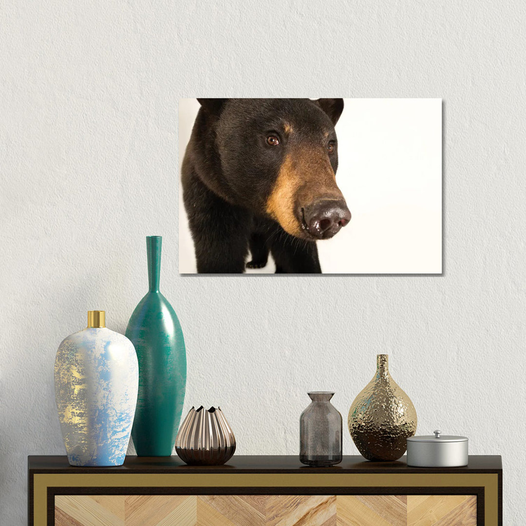 A Louisiana Black Bear At The Caldwell Zoo In Tyler, Texas von Joel Sartore - Galerie-verpackte Leinwand Giclée