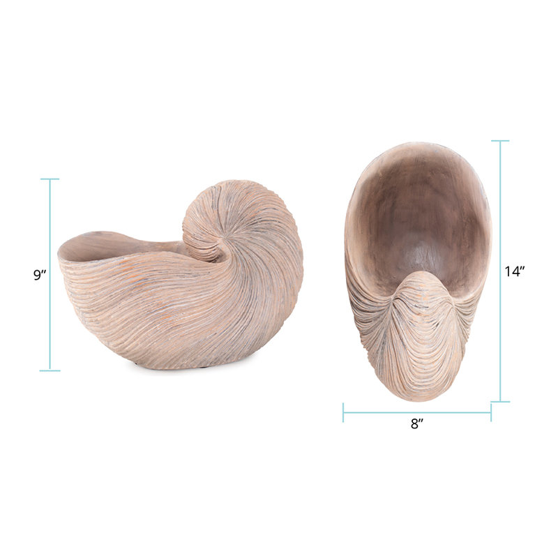 Nautilus Shell