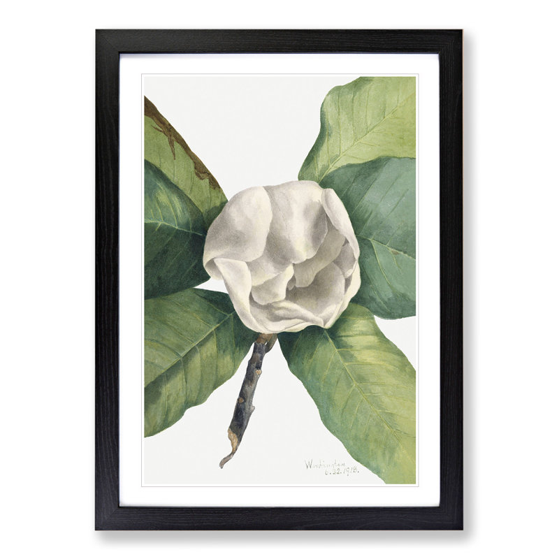 Southern Magnolia Vol.2 by Mary Vaux Walcott - Picture Frame Painting, 48cm H x 36cm W x 2cm D, Black Framed