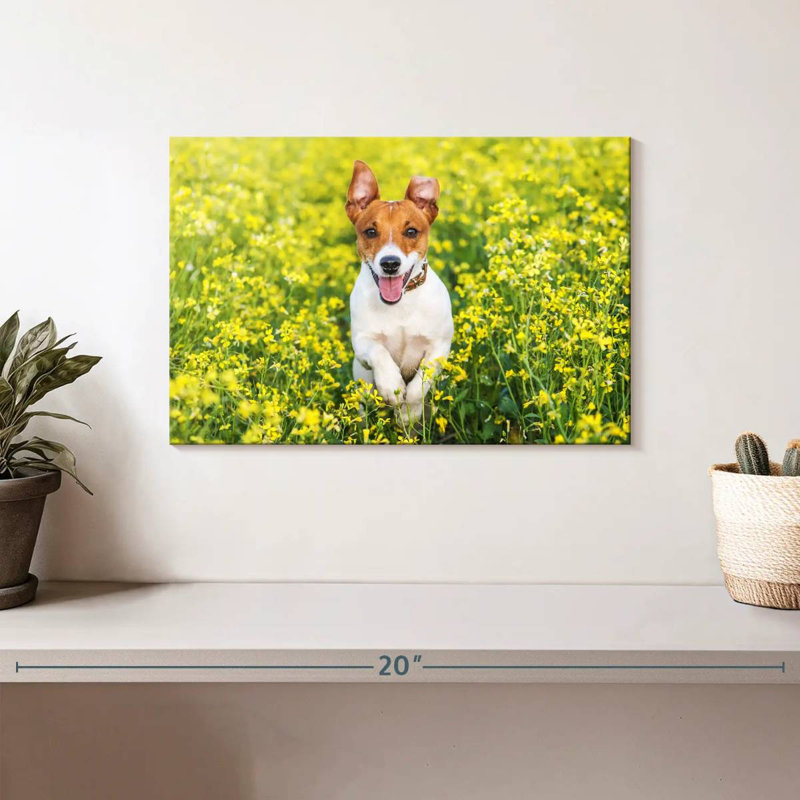 Happy Jack Russell, H 8 po x l 12 po
