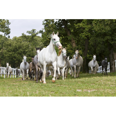 " Lipizzaner Horse " by Darjas