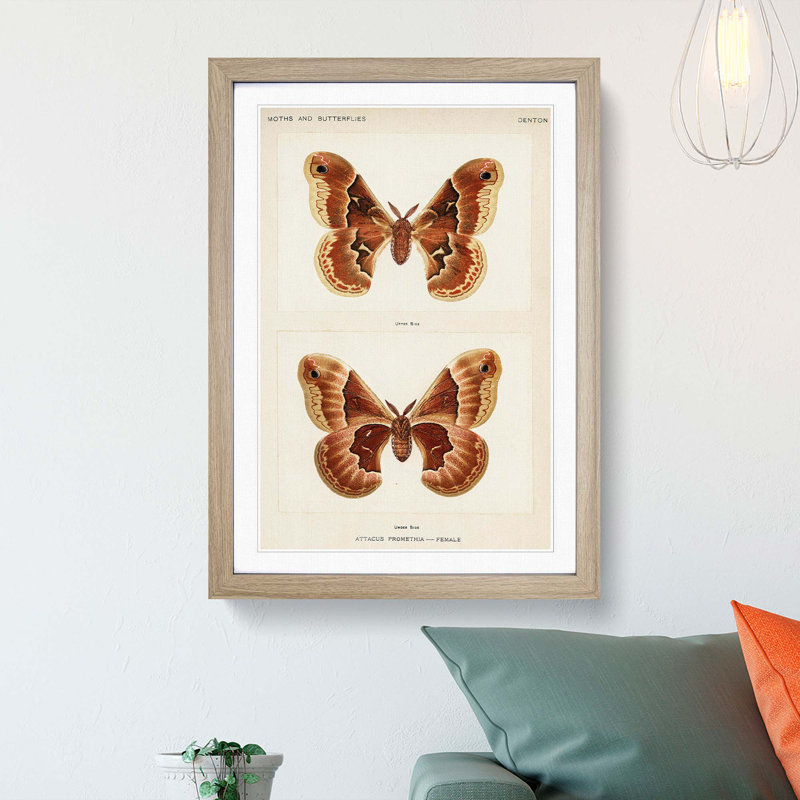 Promethea Silk-Moth by S.F. Denton - Picture Frame Painting Print, 65cm H x 48cm W x 2cm D, Oak Framed