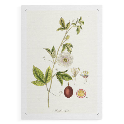 Passion Flower Trio II - Impression sur toile seulement - NON-CADRE