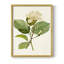 «Magnolia Flowers I», reproduction encadrée - bois massif-1994397075-1994397079