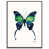 Black Floater Framed