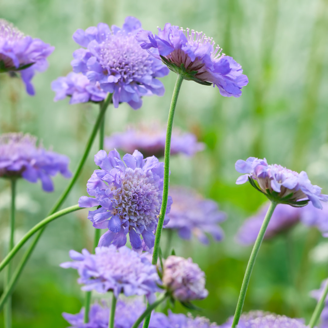 Nadelkissenblume von AlpamayoPhoto - Drucken