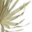 Palm Plant