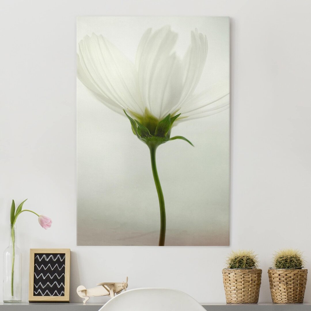 Leinwandbild White Cosmos