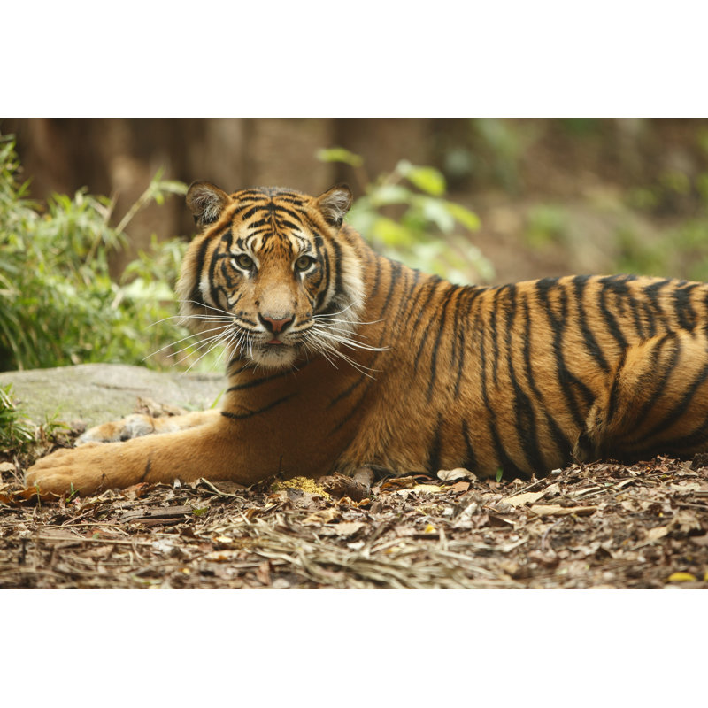 Tiger by CraigRJD - Wrapped Canvas Print, 81cm H x 122cm W
