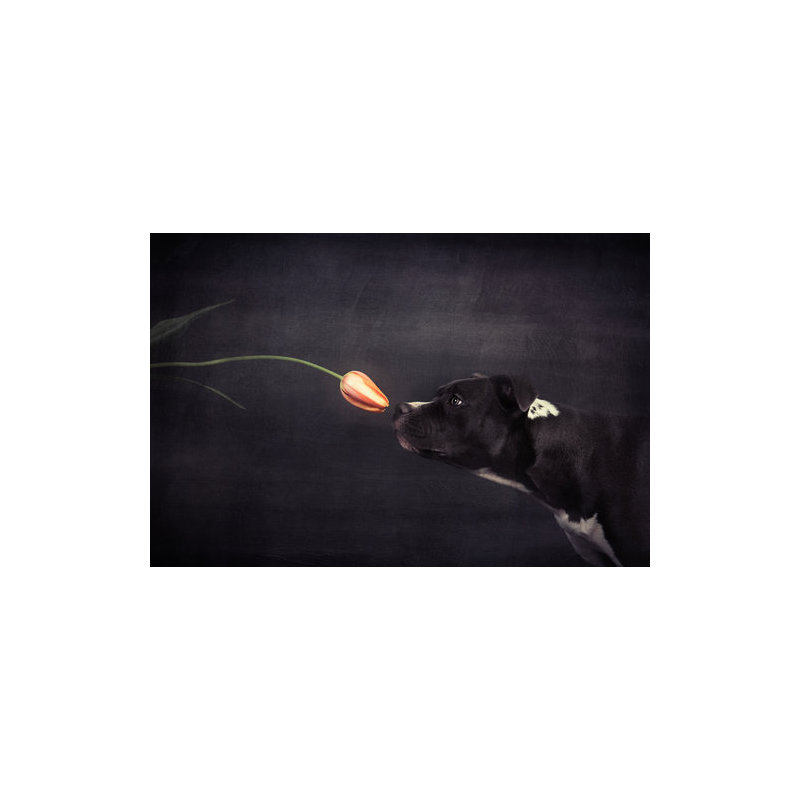 Wrapped Canvas Print, 81.28 cm H x 121.92 cm W
