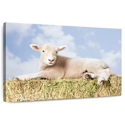 Jeunes moutons