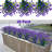 Mixed Arrangement-1398364672