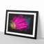 Bright Pink Gerbera Flower - Picture Frame Painting Print-56854738-56854749