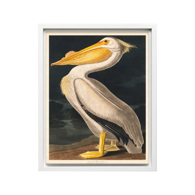 James Audubon - White Pelican