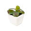 Ensemble de 12 mini cactus artificiels en pot 12 pièces