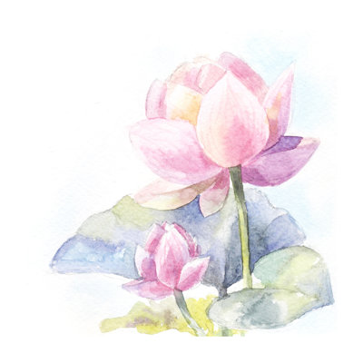 Weatogue Watercolor Pink Lotus - Wrapped Canvas Painting