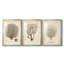 Esper Sea Fans I - reproduction sur mesure encadrée de qualité supérieure - 3 pièces-1607683335-1607683333